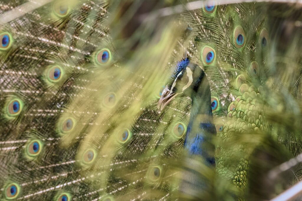 Image by kutte from Pixabay