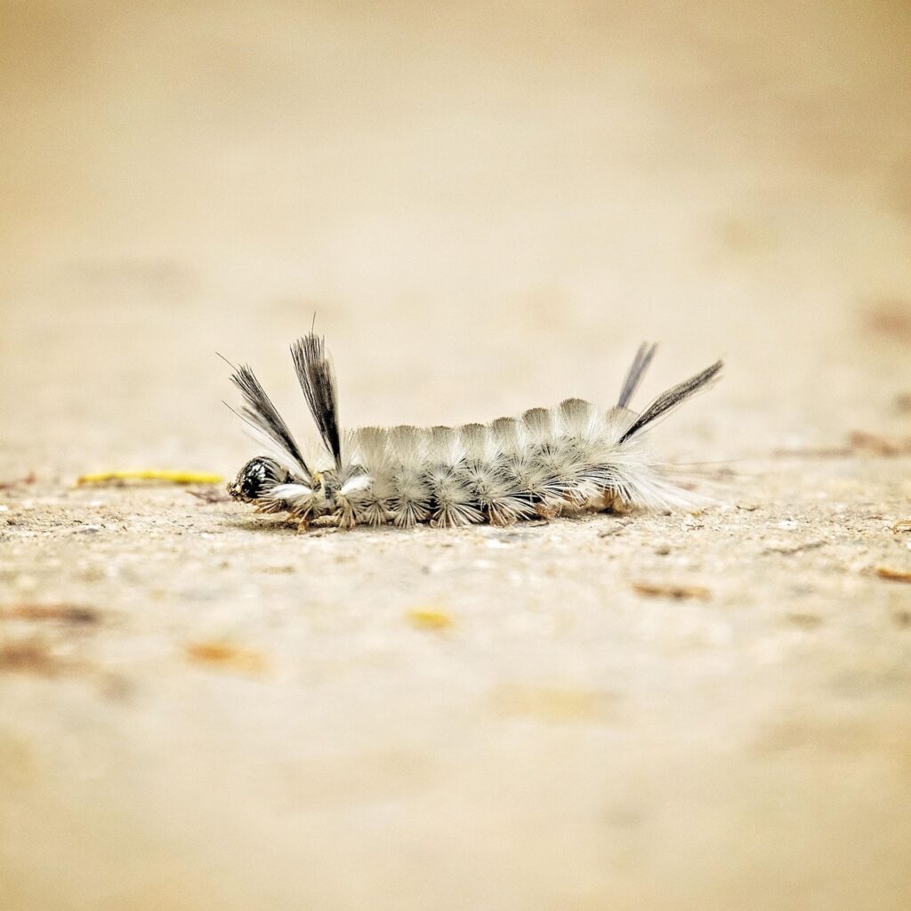 Image by socialneuron from Pixabay