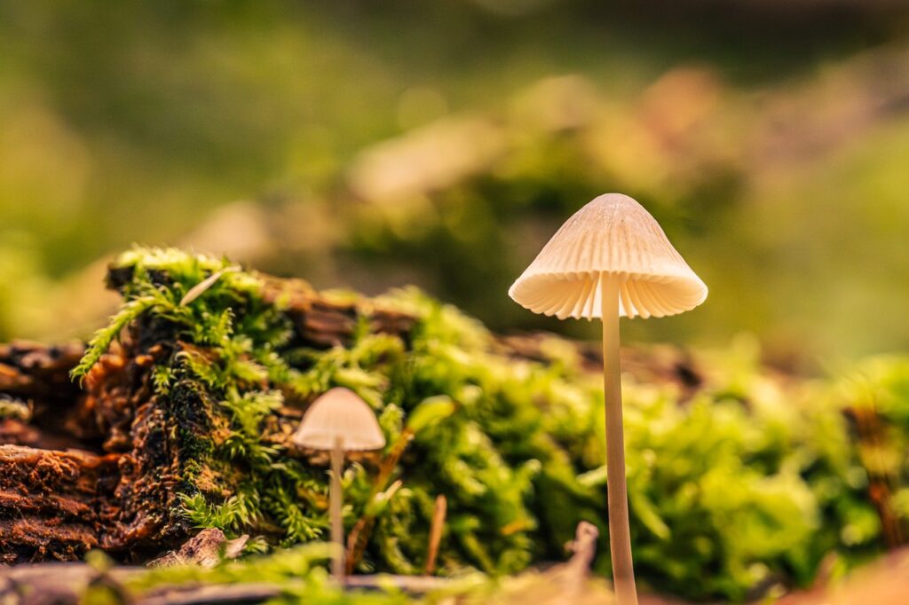 Image by mihail_stavrev78 from Pixabay