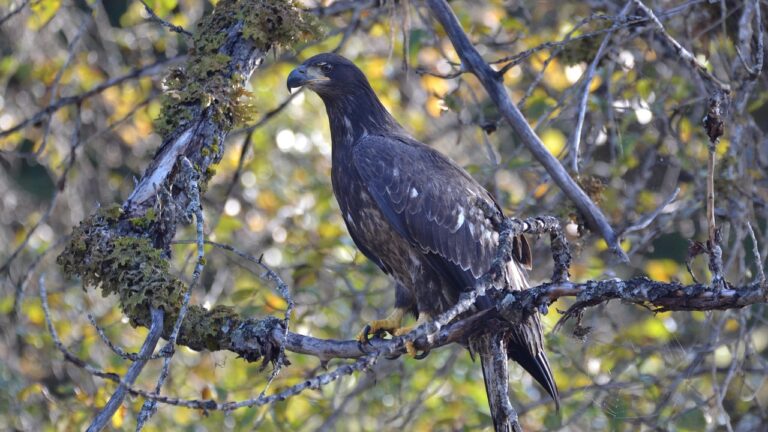 Image by Dwonder148_Studios from Pixabay