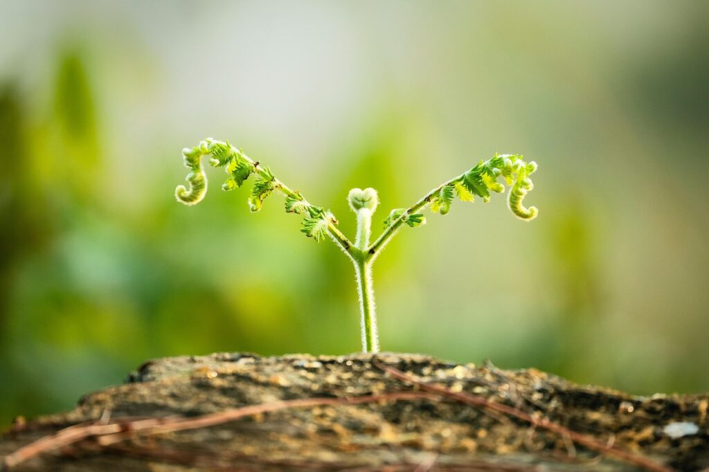 Image by TiênSinh from Pixabay