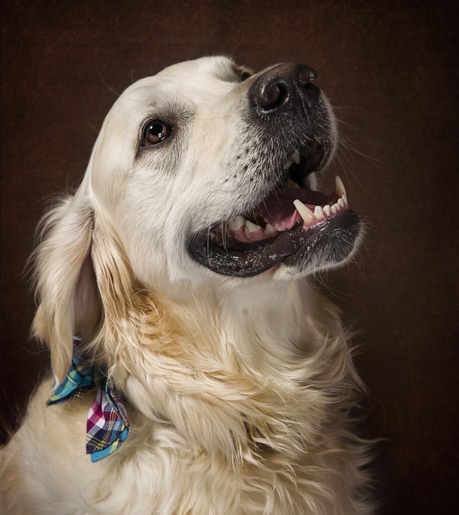 Image by traceruk from Pixabay