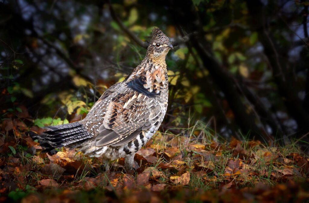 Image by AlainAudet from Pixabay