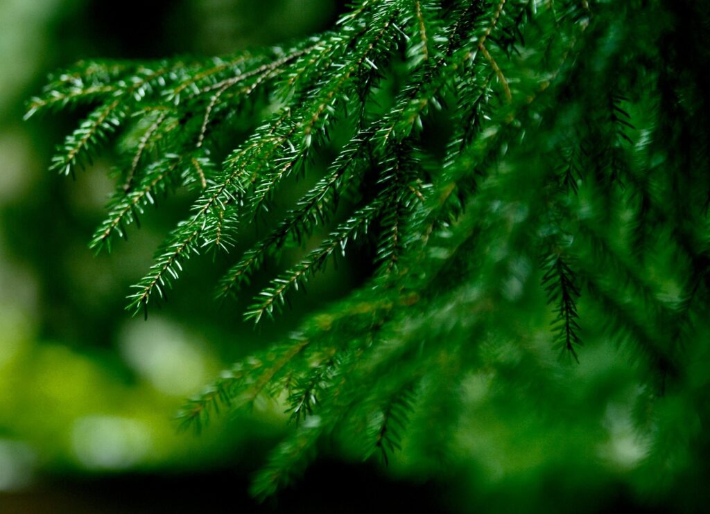 Image by NWimagesbySabrinaE from Pixabay