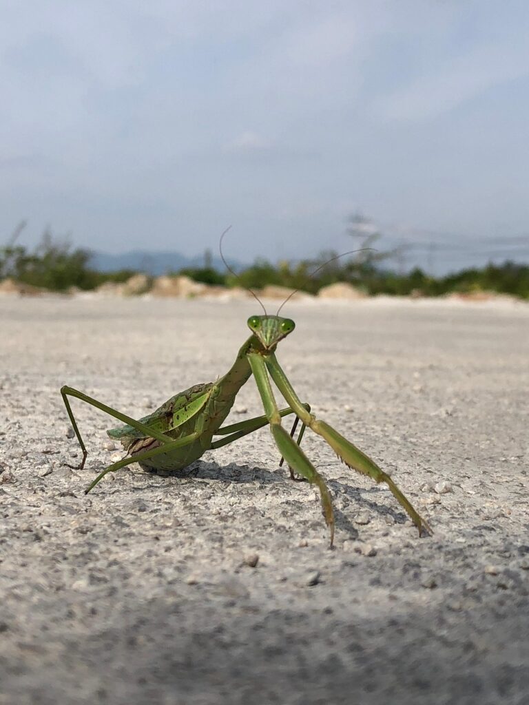 Image by bigeast from Pixabay