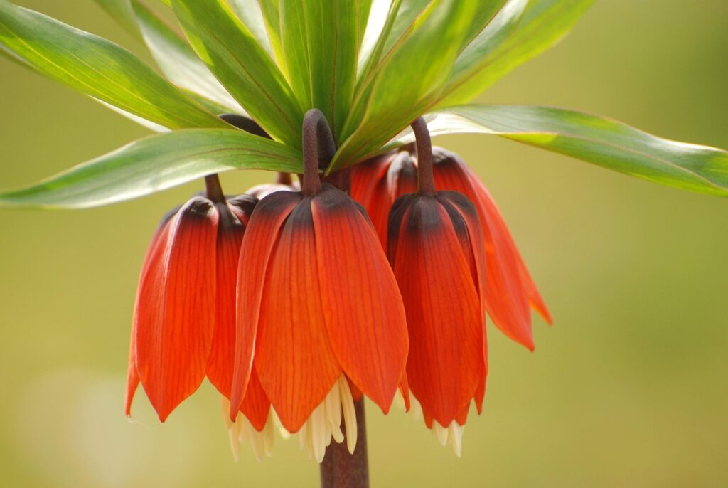 Image by Bruno_Natura from Pixabay