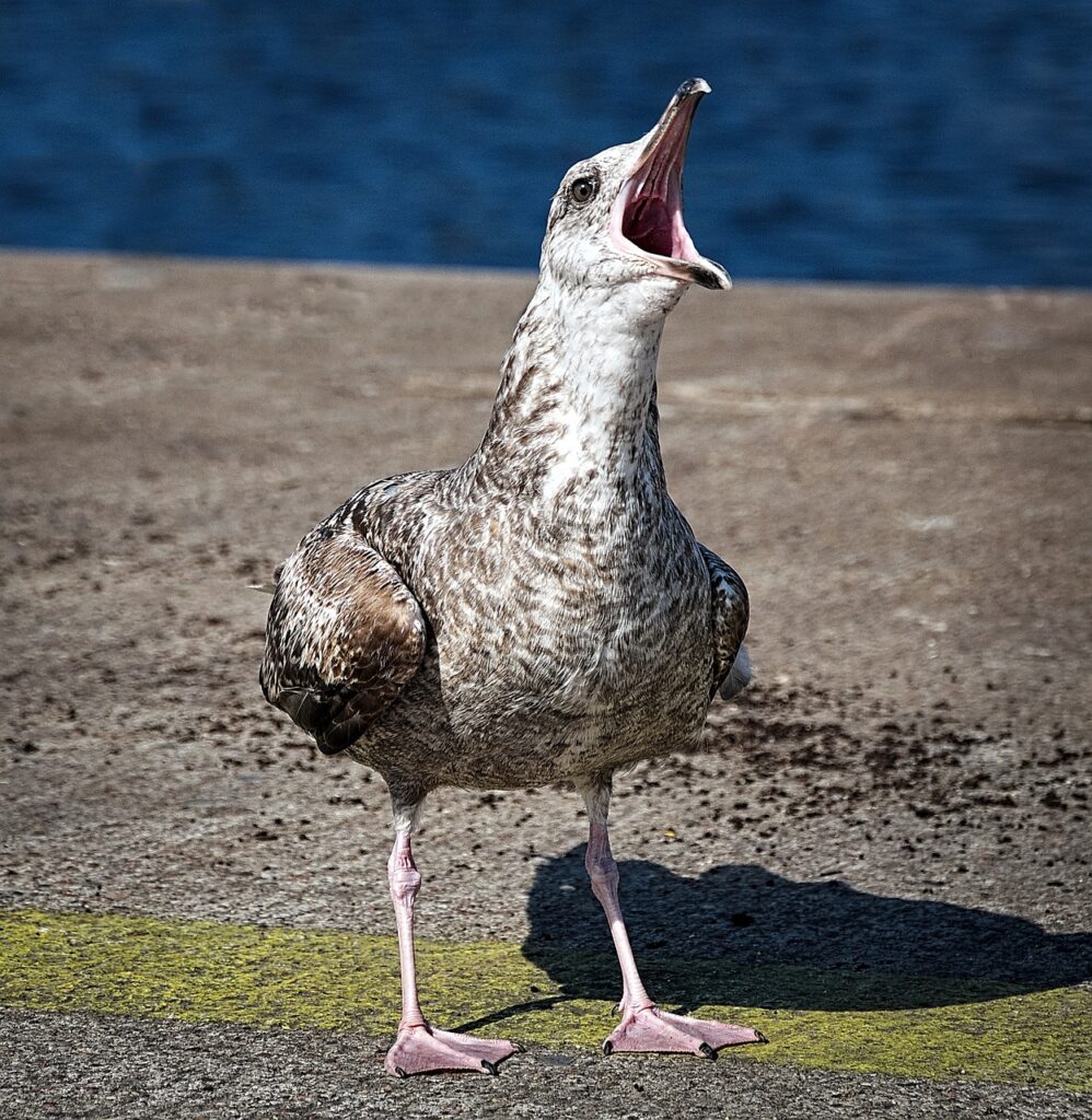 Image by JerzyGórecki from Pixabay