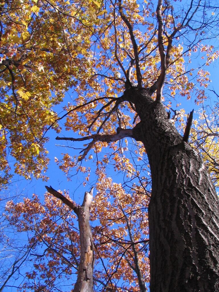 Image by flamencoh from Pixabay