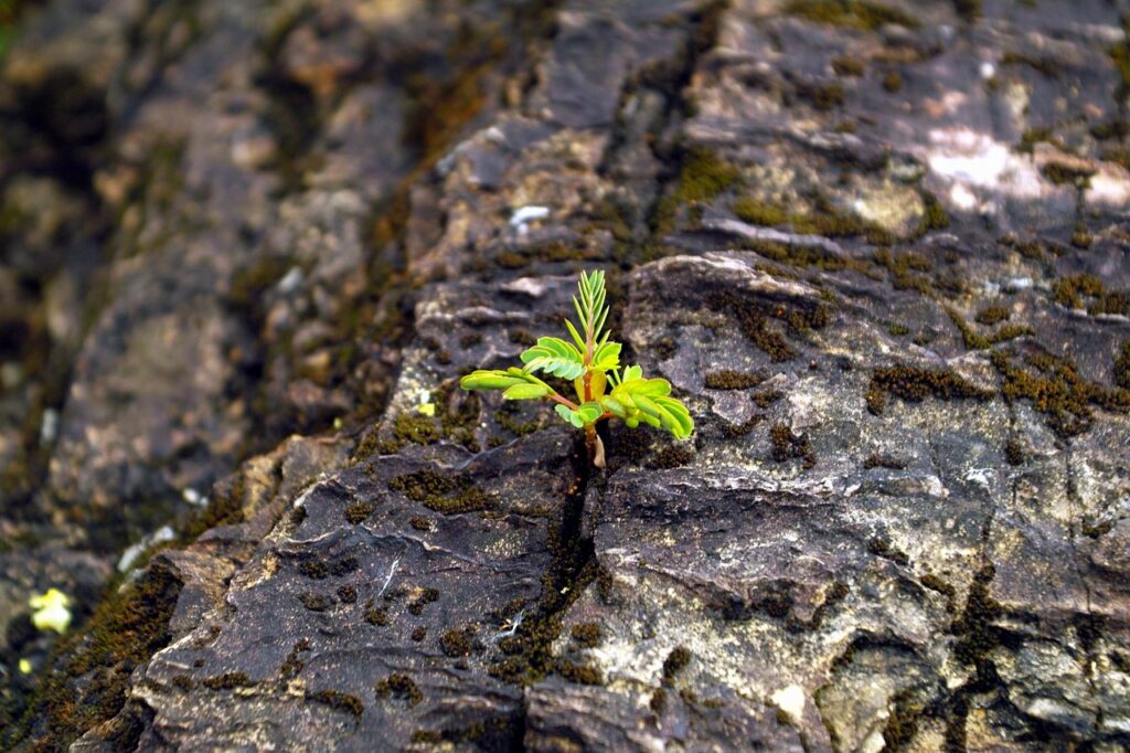 Image by ysen from Pixabay