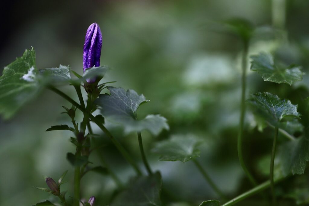 Image by Nennieinszweidrei from Pixabay