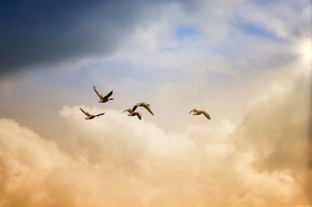Image by NoName_13 from Pixabay