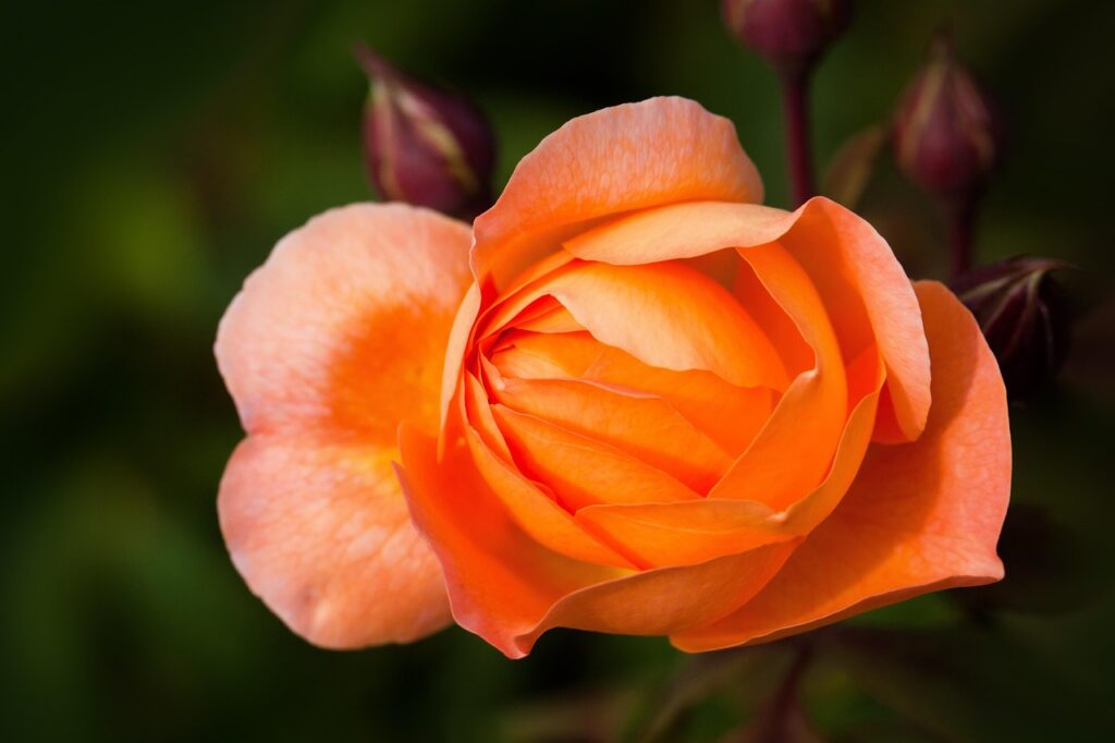 Image by stux from Pixabay