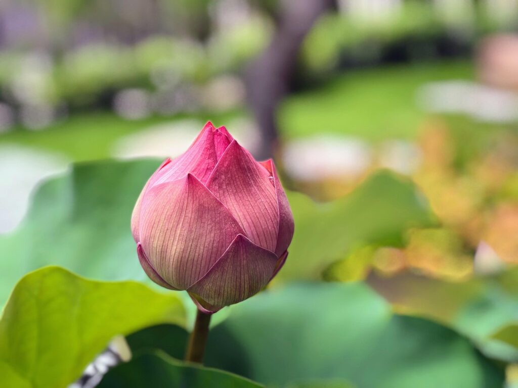 Image by ghorng from Pixabay