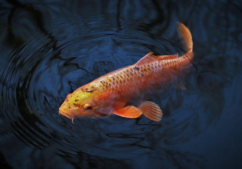 Image by rschaubhut from Pixabay