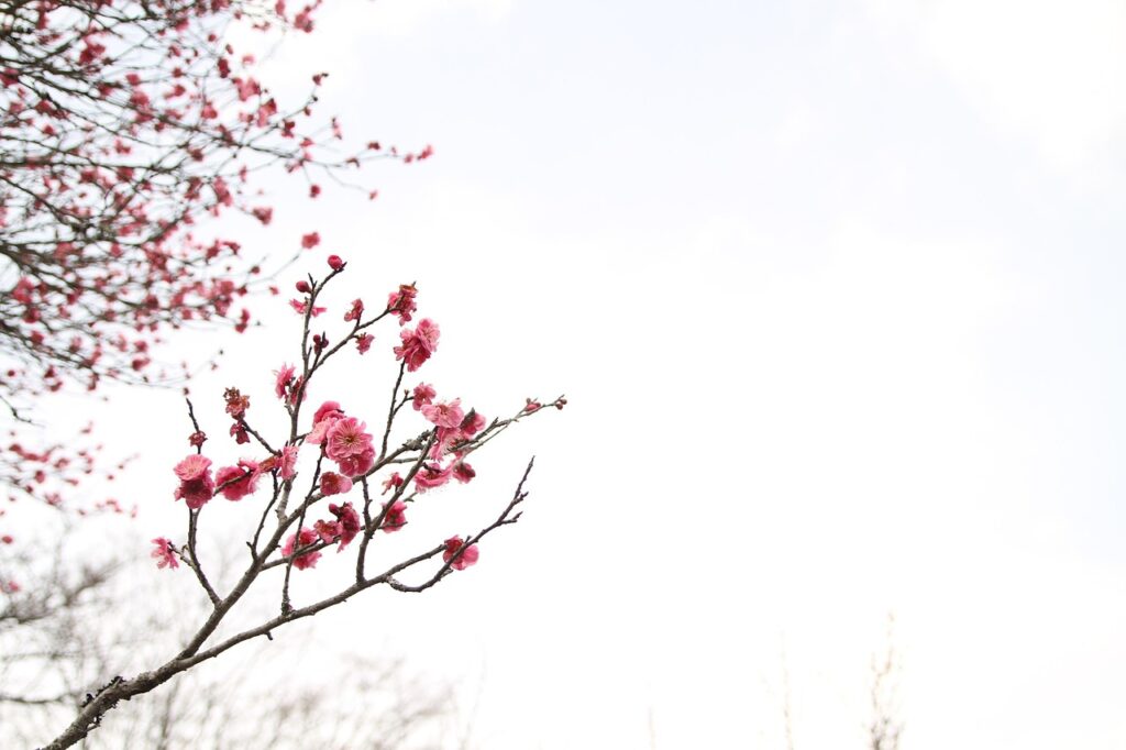 Image by xujinlie from Pixabay