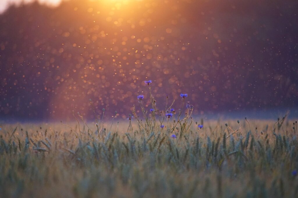 Image by Kranich17 from Pixabay