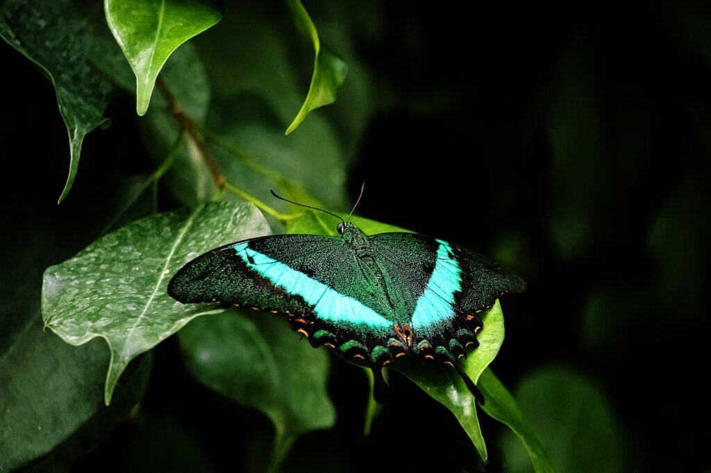 Image by minka2507 from Pixabay