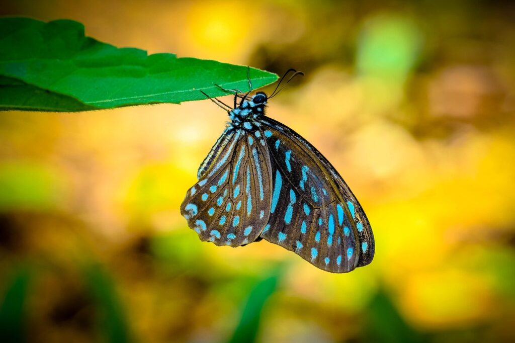 Image by C_kawpranee from Pixabay