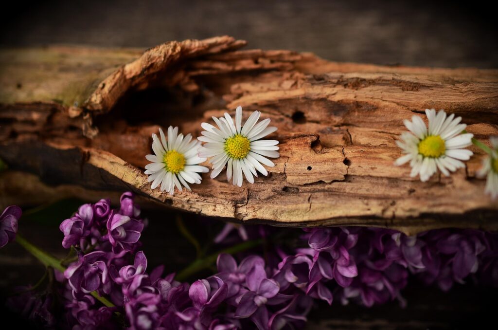 Image by congerdesign from Pixabay