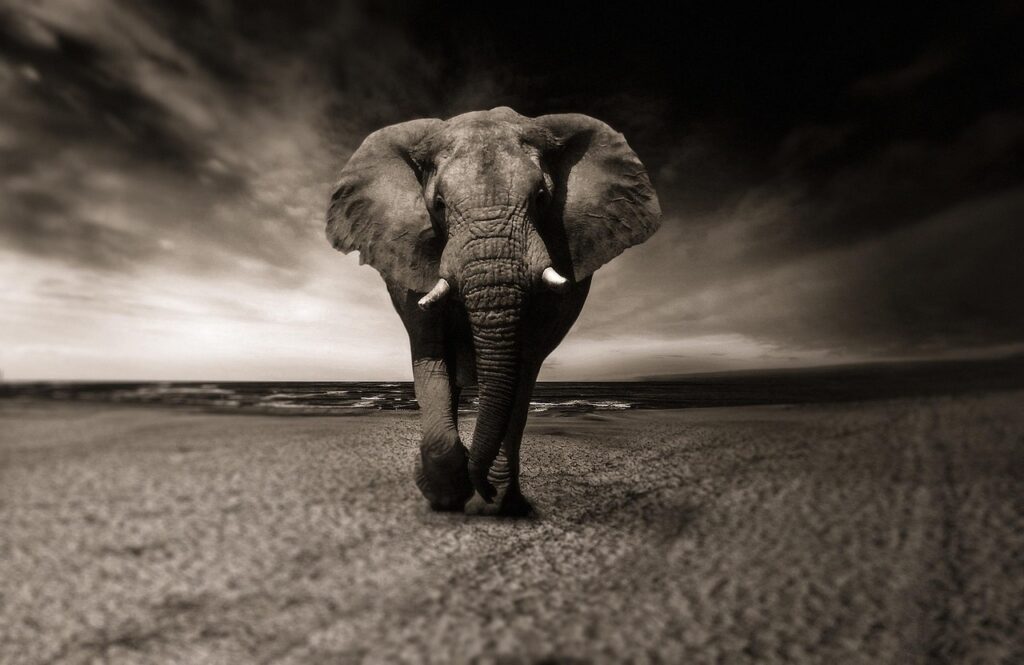 Image by Sponchia from Pixabay