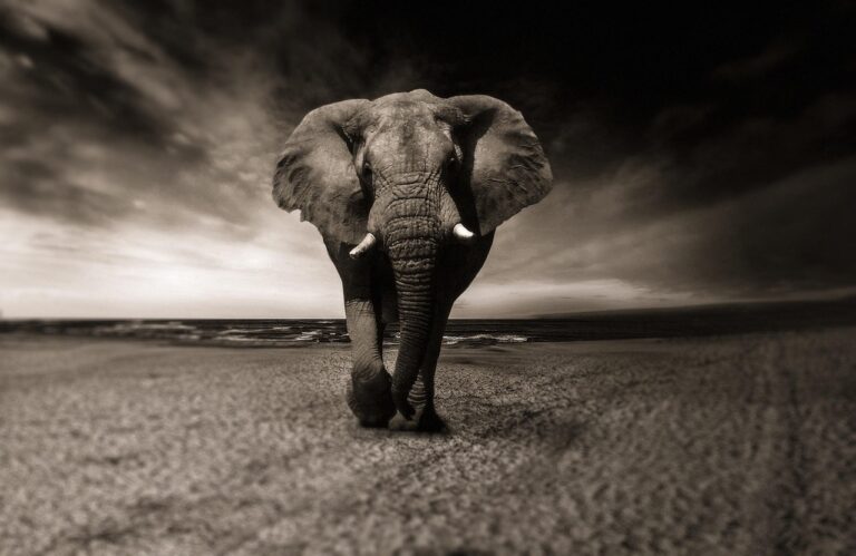 Image by Sponchia from Pixabay