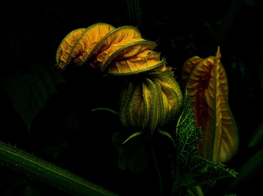 Image by YALEC from Pixabay