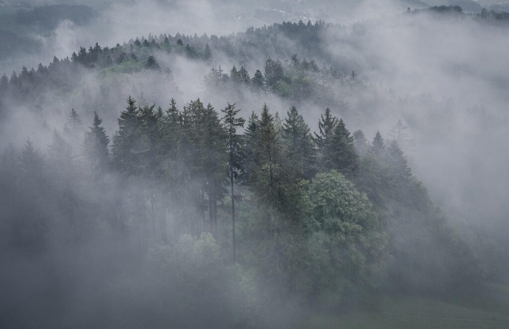 Image by Nature_Brothers from Pixabay