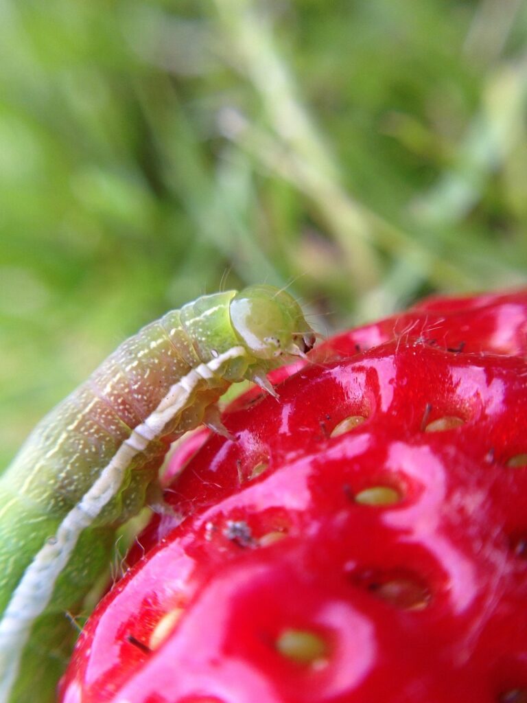Image by Jackie_Chance from Pixabay