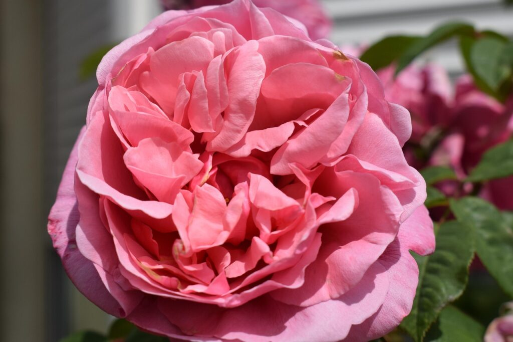 Image by Garen from Pixabay