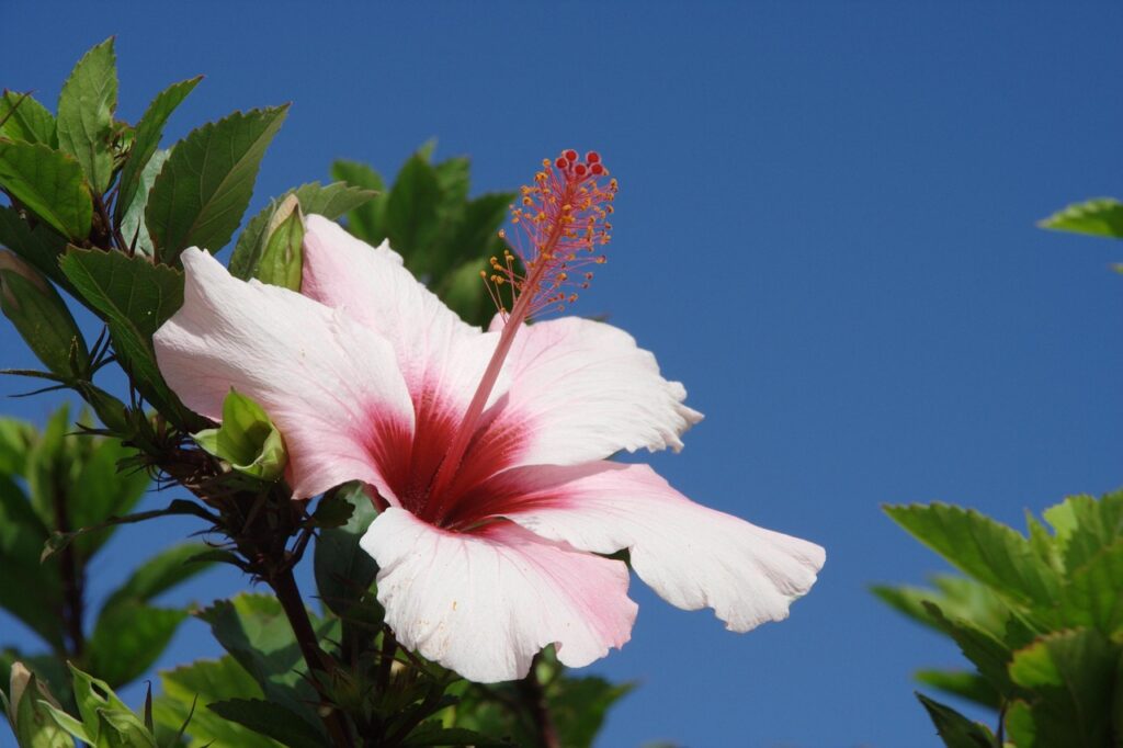 Image by 19306 from Pixabay
