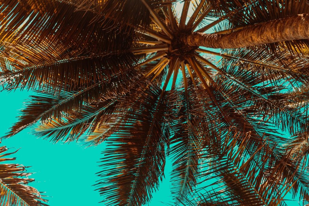 Image by vanni_mc from Pixabay