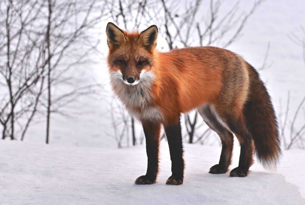 Image by AlainAudet from Pixabay