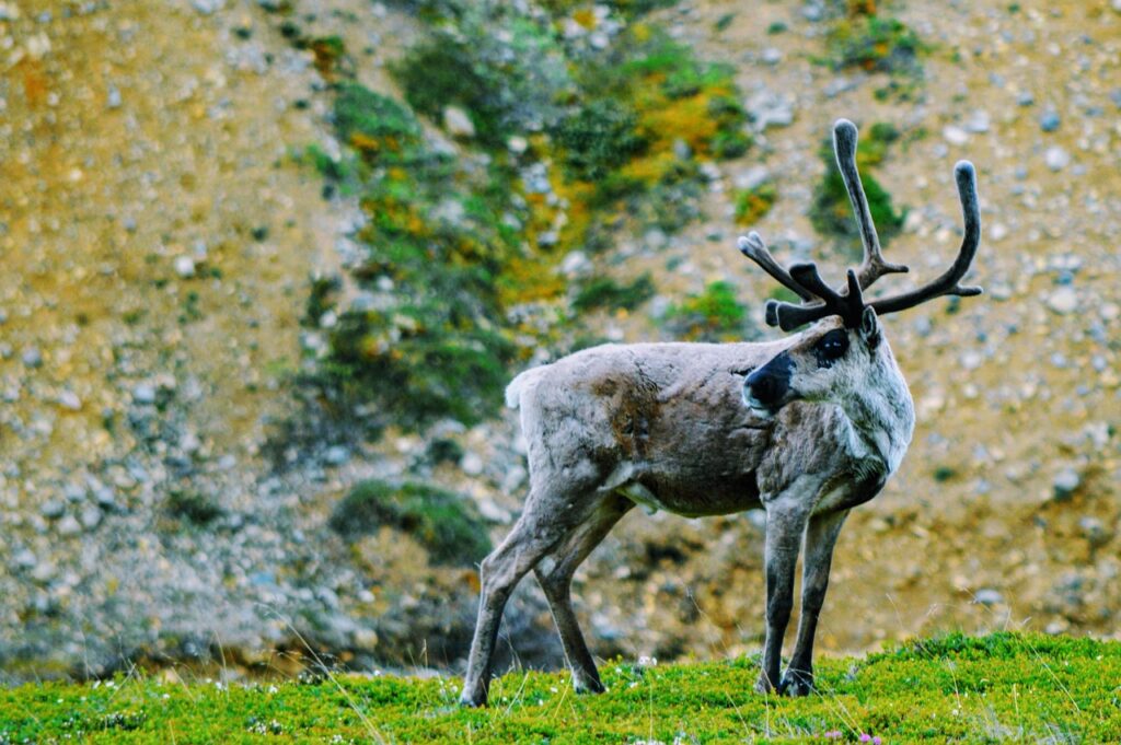 Image by rustymillsFC from Pixabay