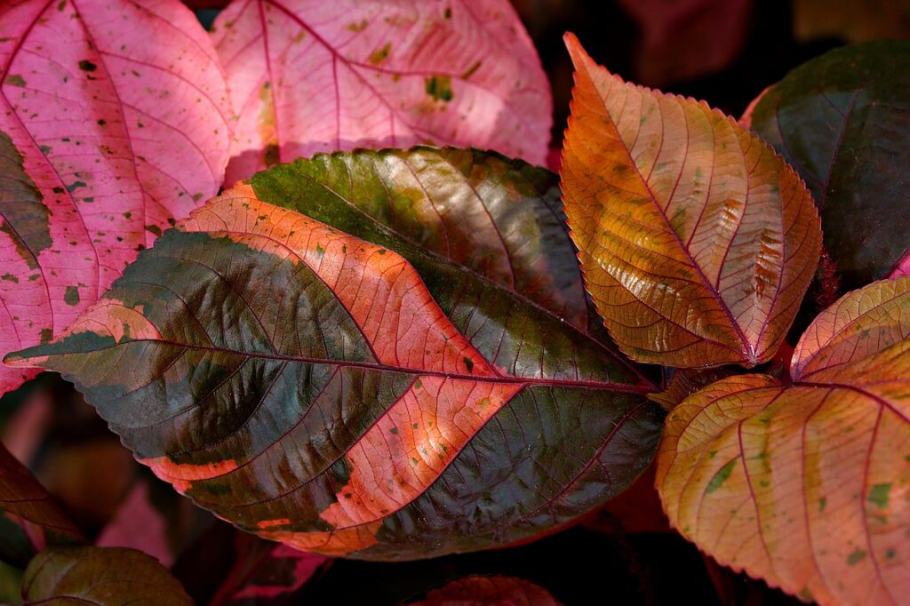 Image by ignartonosbg from Pixabay