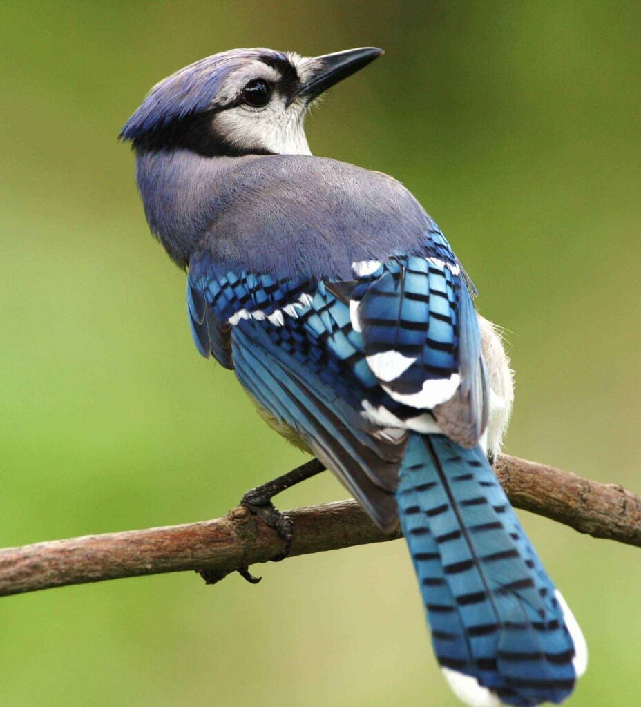 Image by PublicDomainImages from Pixabay