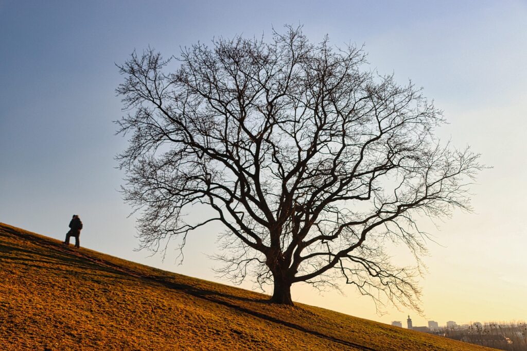 Image by planet_fox from Pixabay