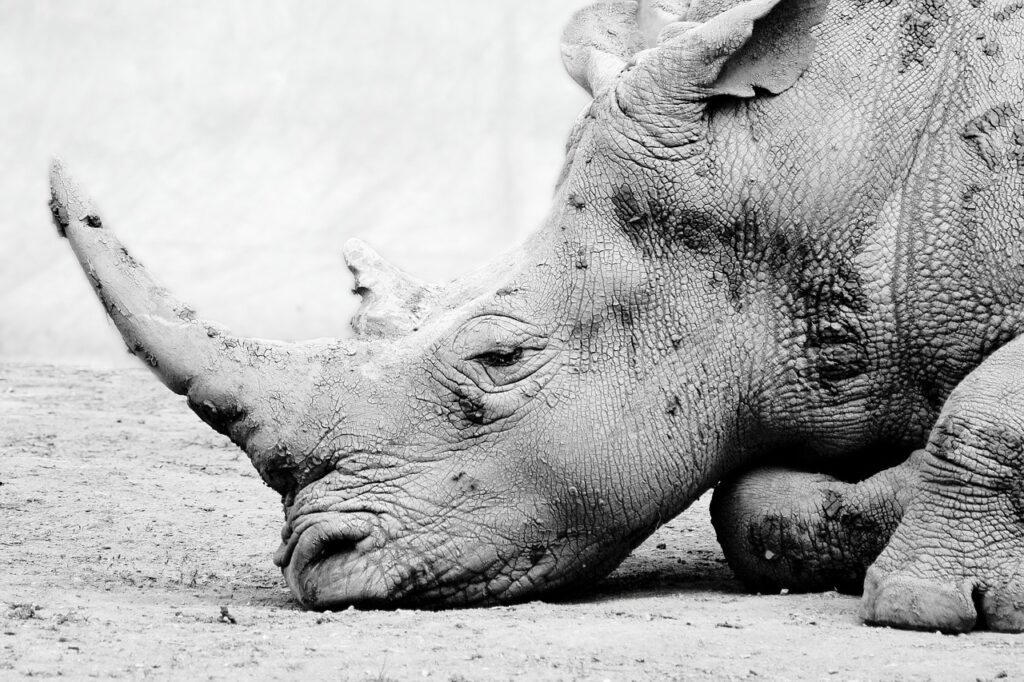 Image by RheaHoldstock from Pixabay