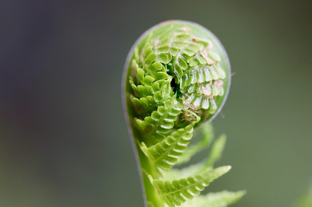 Image by Nennieinszweidrei from Pixabay