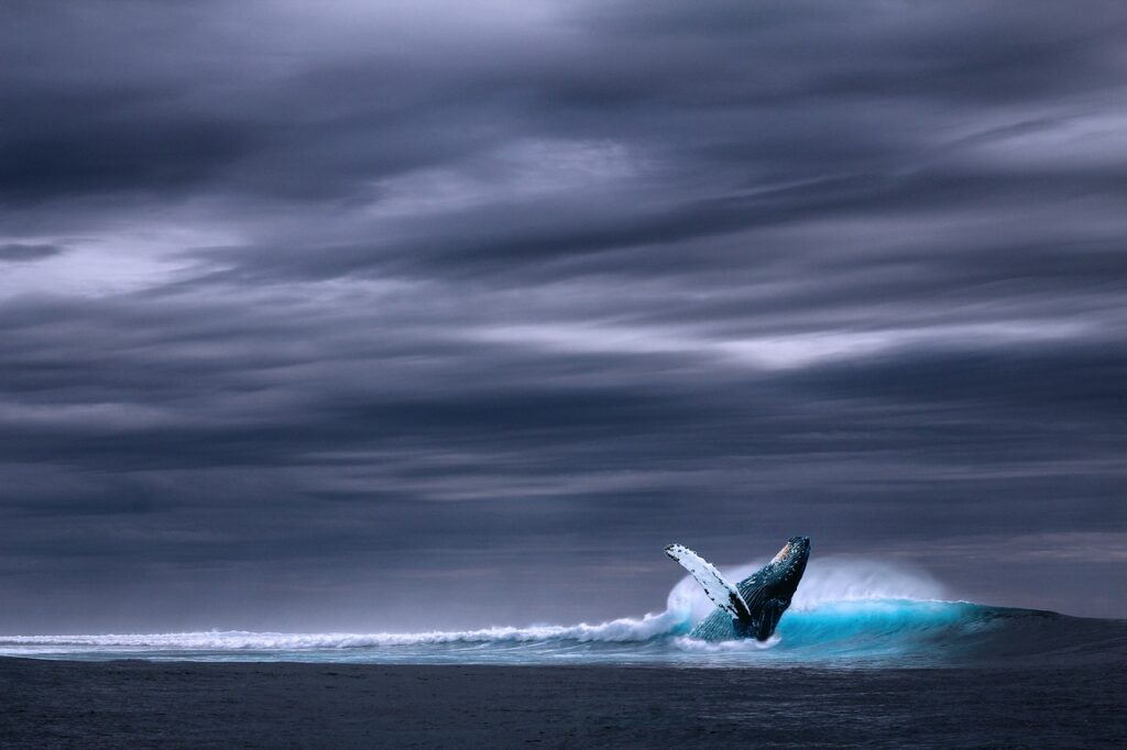 Image by Three-shots from Pixabay