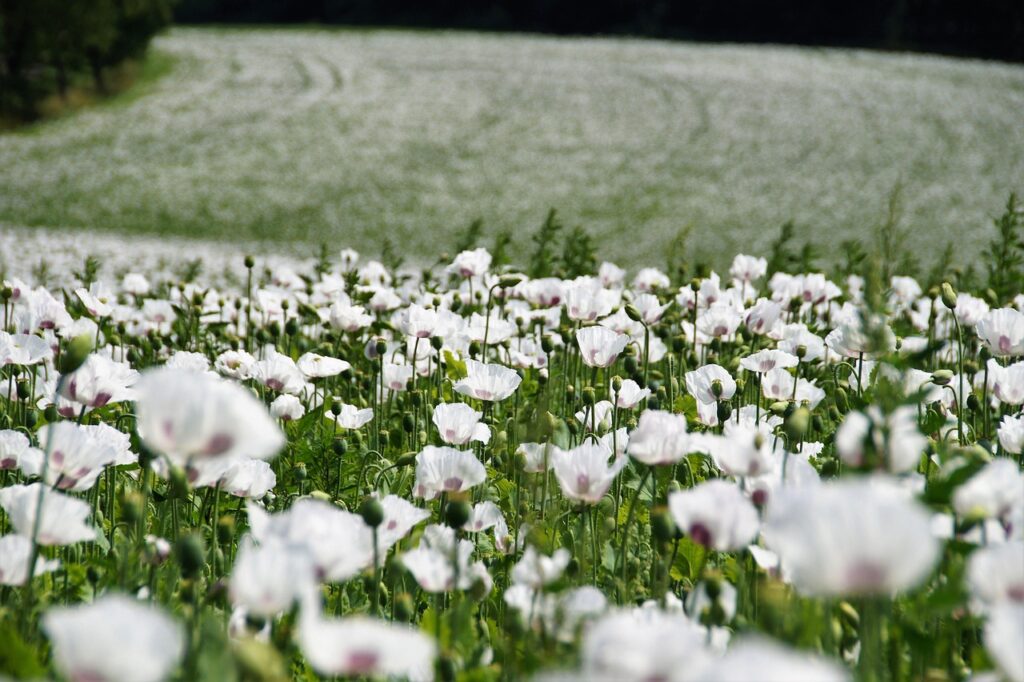 Image by ivabalk from Pixabay
