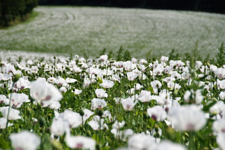 Image by ivabalk from Pixabay