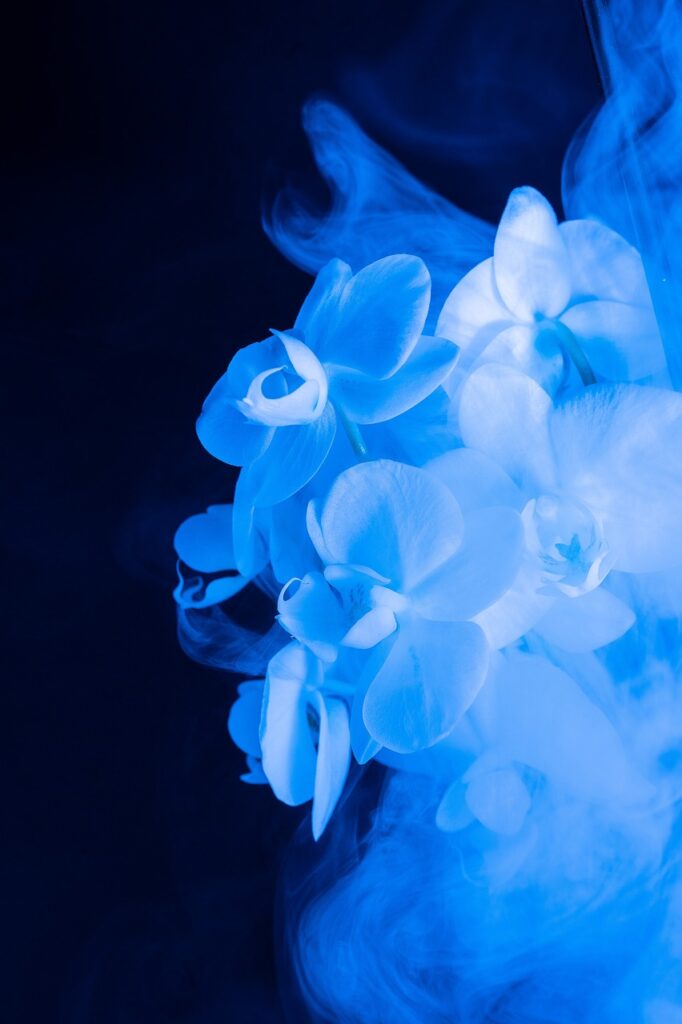 Image by jonwicksphotography from Pixabay
