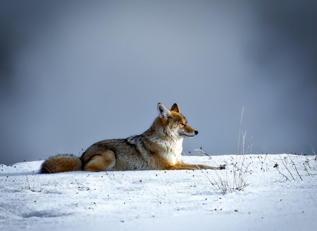 Image by 12019 from Pixabay