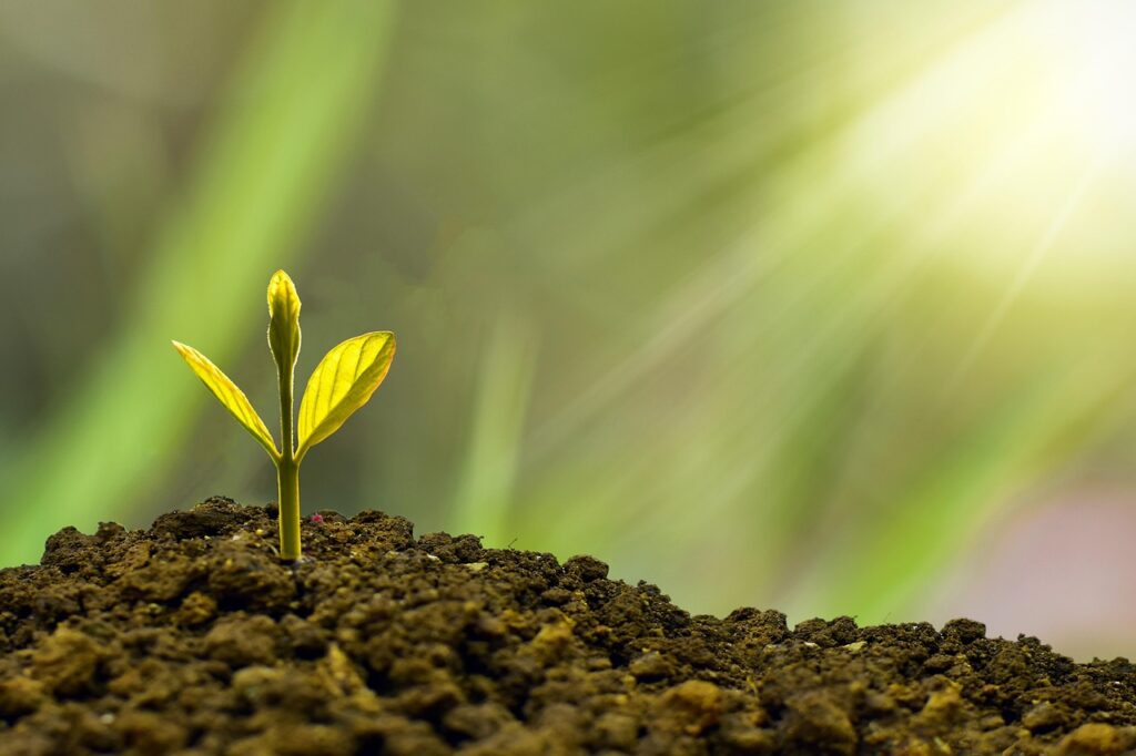Image by Nature_Design from Pixabay