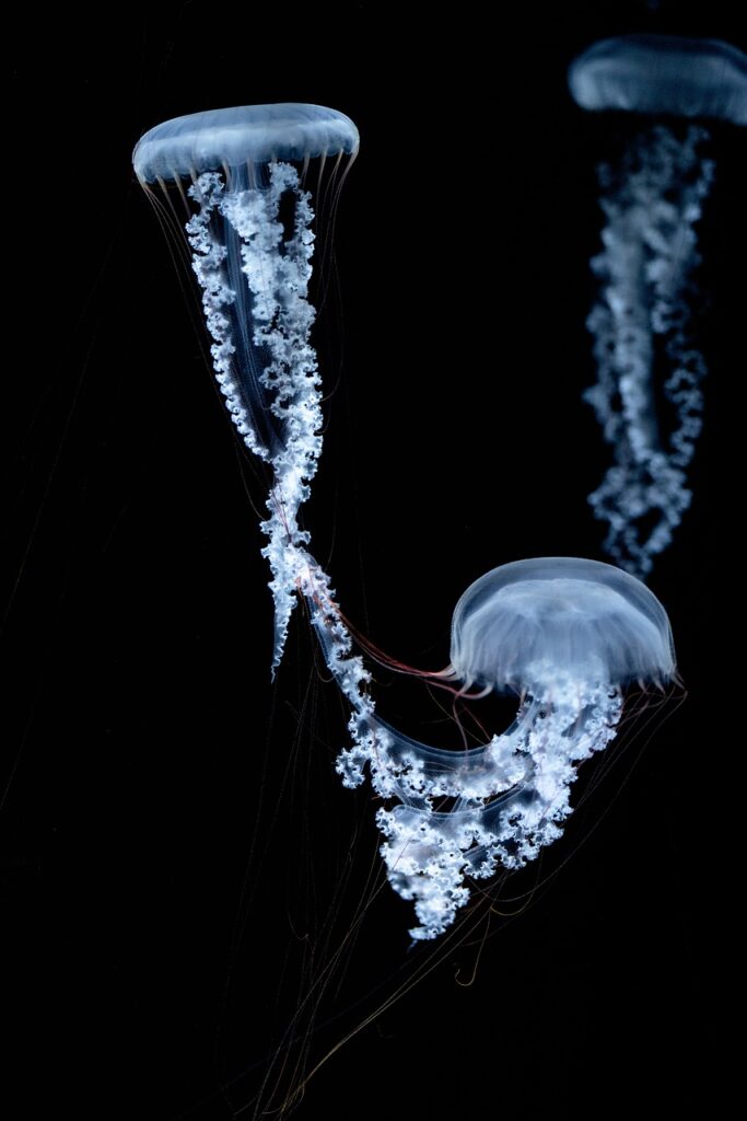 Image by Kanenori from Pixabay